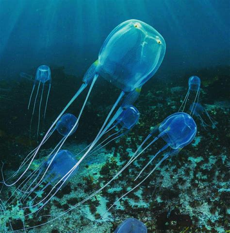 Box Jellyfish 7 Facts Of The Most Deadliest Jellyfish Dangerous