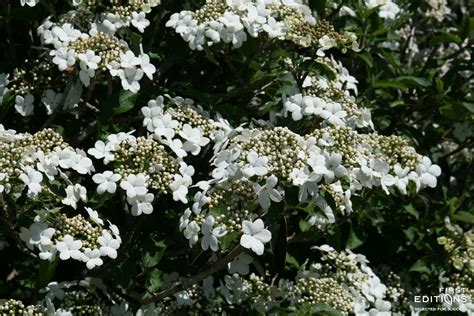 Spring Lace Viburnum Is A Compact Shrub That Takes Your Breath Away In