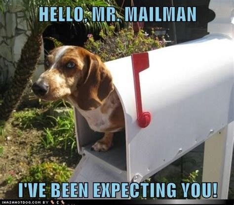 Funny Dog Pictures Hello Mr Mailman Ive Been Expecting You Funny