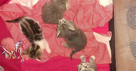 Kittens Album On Imgur