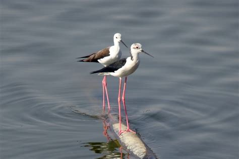 One Animal Stilt Nature 2k Outdoors Rippled Perching Animal