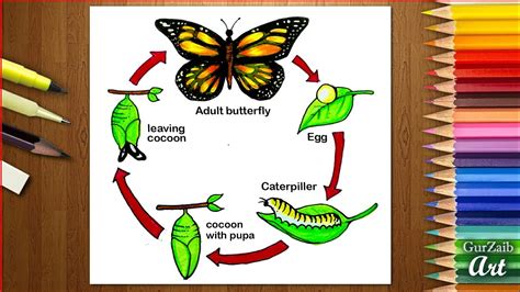 How To Draw Life Cycle Of Butterfly Diagram Drawing Step By Step