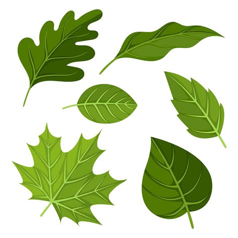 Leaf Clipart Pictures