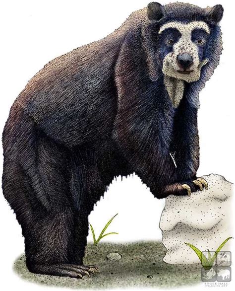 Full Color Illustration Of A Spectacled Bear Tremarctos Ornatus
