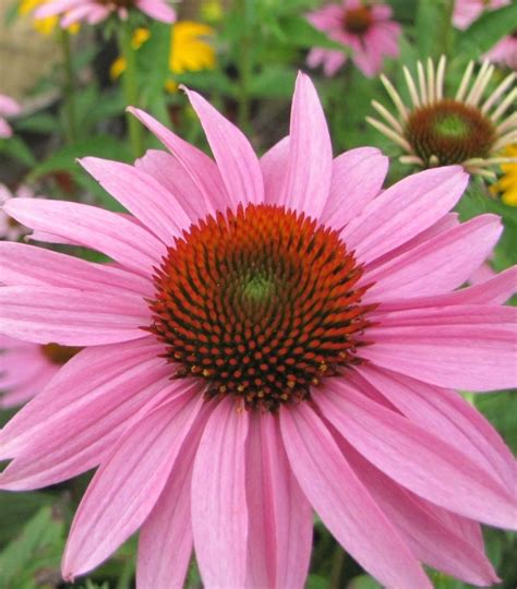 Where To Place Tennessee Purple Coneflower In Feng Shui