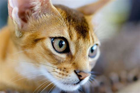 Abyssinian Cat Cat Breeds Encyclopedia