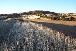 Los príncipes y varios tipos de orquídeas están muy extendidos en el área de. Larzac - Wikipedia