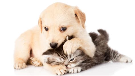 Cute Puppy And Kitten Wallpapers 58 Images