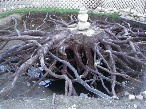 16 Maple Tree With Roots Graphic Images Japanese Maple Tree Root