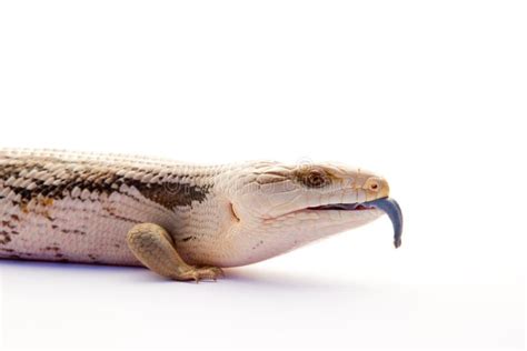 Australian Blue Tongue Lizard On White Stock Photo Image Of Scale