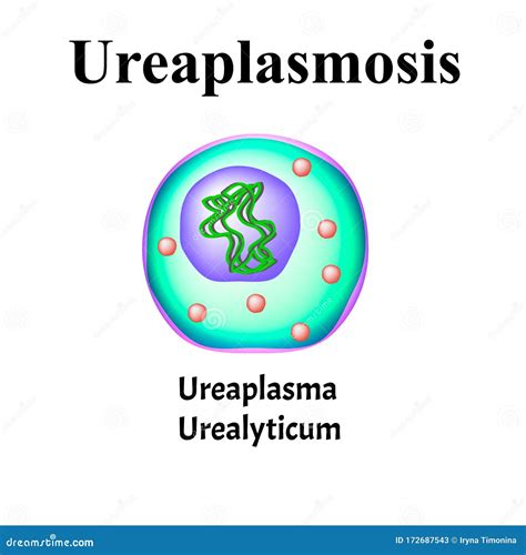 Ureaplasma Urealyticum Bacterial Infections Ureaplasma Sexually 134820