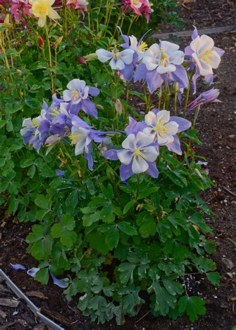 If you have a shady spot in your garden, these perennial varieties will suit nicely. Perennial Flowers for Shade Gardens | Gardens, Flowers for ...