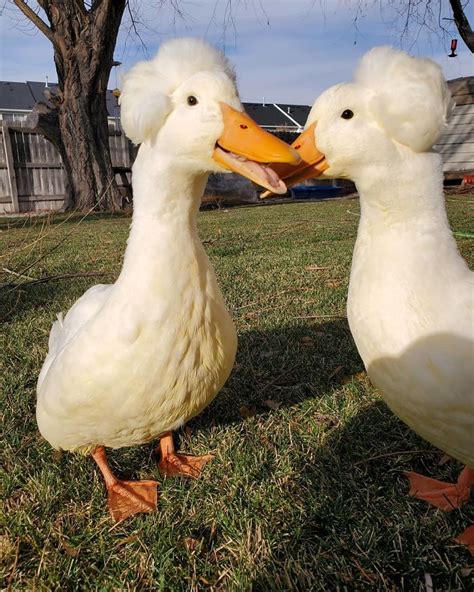 16 Funny Photos Of Ducks With Glorious Grandpa Hair