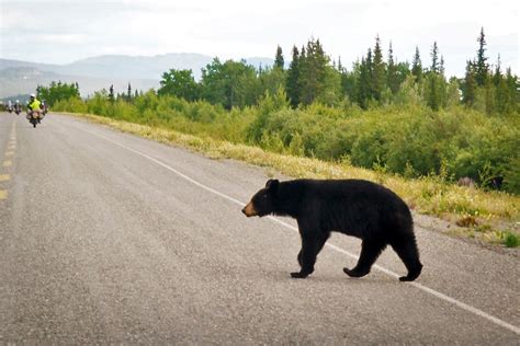 Bear Crossing The Road Central Adv Pulse