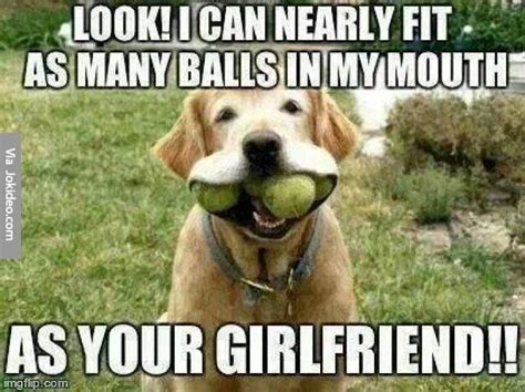 Collect The Lovely Funny Evil Dog Memes Hilarious Pets Pictures