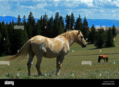 Palomino Golden Mane Hi Res Stock Photography And Images Alamy