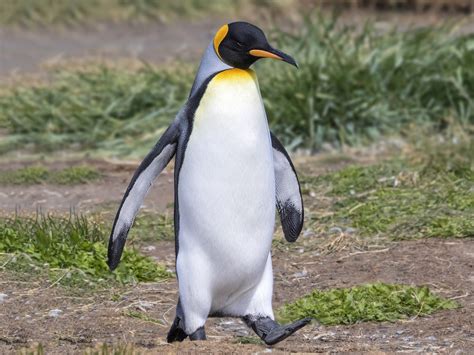 King Penguin Ebird