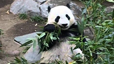 Baby Panda Eats Bamboo Youtube