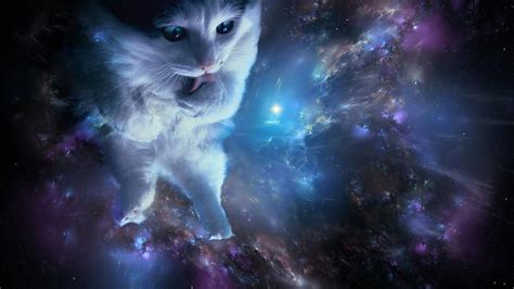 Cat In Space Cats In Space Hd Wallpaper Pxfuel