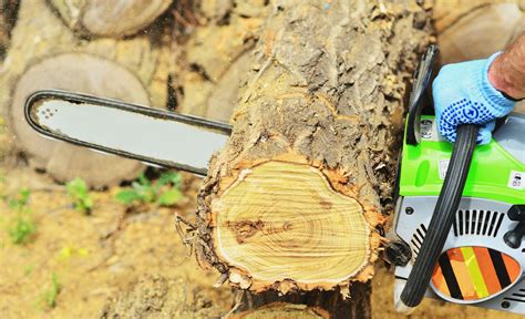 Search our list of qualified tree services who offer free estimates on tree removal, trimming and stump they showed me how professional they can be they were more then willing to get the job done on time. Emergency Tree Removal, Tree Trimming Service Near Me ...