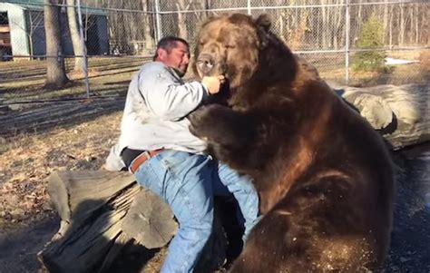 This Russian Guy Play Fighting With A Massive Bear Is 100 Getting