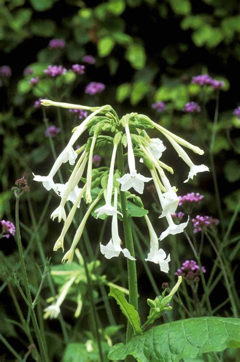 An extensive document that shares the best types of annual and perennial flowers that add color to any garden. These 10 Flowering Plants Thrive in Dry Shade | Dry shade ...