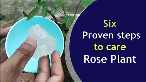 Rose Tree Care Rose Plant Maintenance In Winter For Bush Youtube