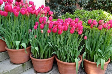 Bei der frage, ob man die zwiebel anschließend ausgraben soll oder nicht, gehen die meinungen auseinander, möglich ist beides. Tulpen » Wann ist Blütezeit?