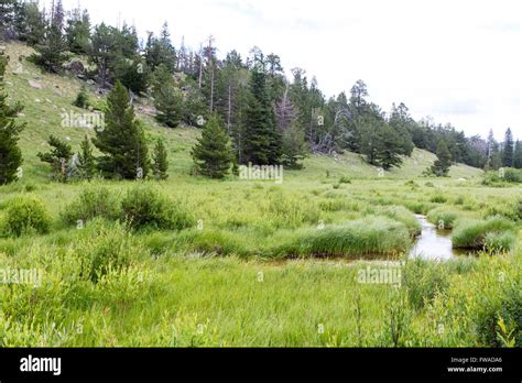 Beaver Ponds In Rocky Mountain National Park Stock Photo Alamy