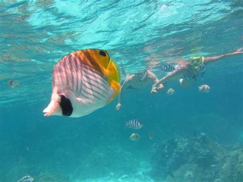 Beautiful Fish In Crystal Clear Water Picture Of Bora Bora Photo