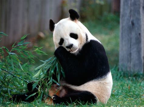 Free Download Giant Panda Hd Wallpapers High Definition Free 1600x1200