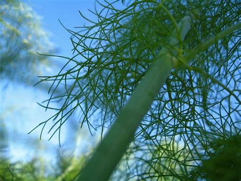 Like any natural plant extract, real licorice contains a large complex of interacting components that give it its unique combination of flavor and properties. Licorice Weed - any uses? | Bushcraft USA Forums