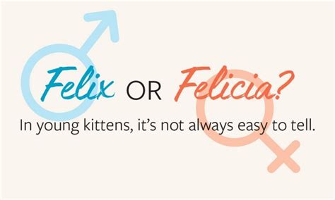How To Determine A Kittens Sex Humanepro By The Humane Society Of