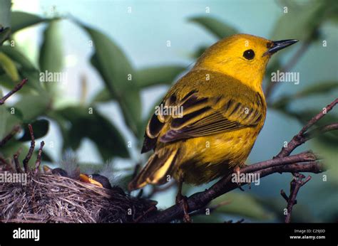 Yellow Warbler Nest Stock Photo Alamy