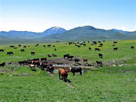Spring Time And Cattle Focus Ranch A Real Working Cattle Ranch In