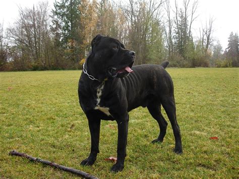 Cane Corso O Mastín Italiano Razas De Perros Perros Perro Mastín