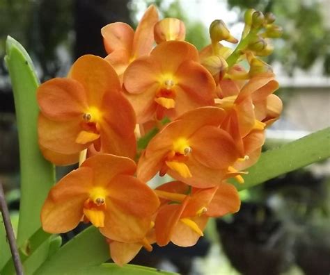 Hoa Phong Lan Vi T Vietnam Orchids Orange Orchids