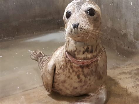 Heartbreaking Photos Show An Injured Seal With Plastic Stuck Round Its