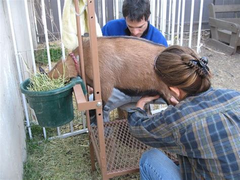 Learning To Milk A Goat Raising Farm Animals Backyard Farming Grow