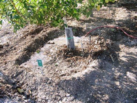 Drip tape for fruit trees, drip irrigation tape, watering fruit trees drip system. Xtremehorticulture of the Desert: July Todo's: Irrigation ...
