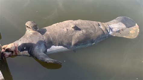 Florida Manatee Deaths Are Spiking This Year Pollution May Be Why