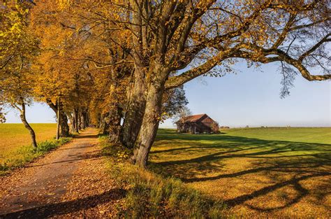 Tree Lined Lane In Autumn Allgäu Bavaria Germany By Andreas Thoma