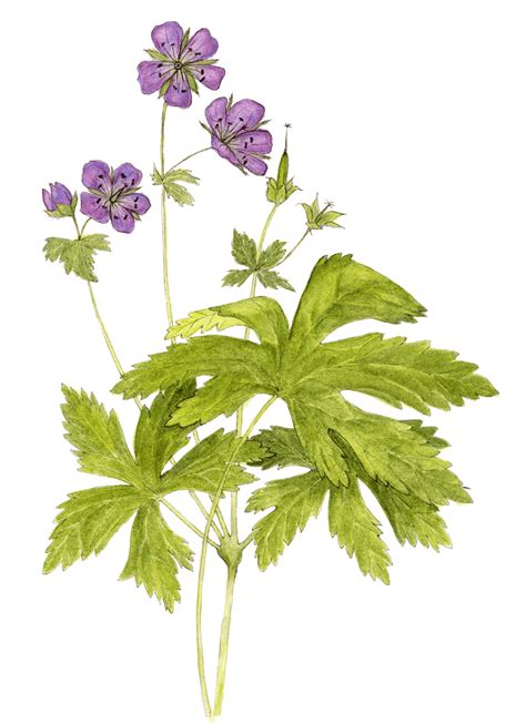 Wild Geranium Geranium Flower Botanical Watercolor Botanical Illustration Perennial Herbs