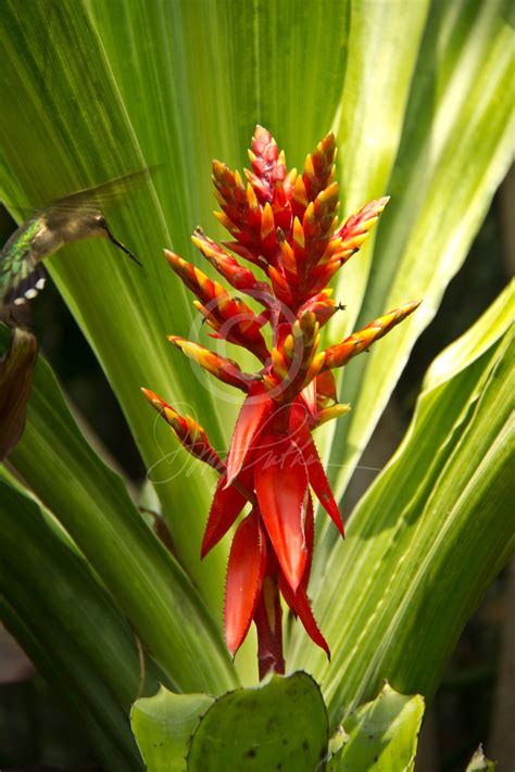Use these ten trees to help attract hummingbirds to your yard and avoid using any chemicals on them to prevent inadvertently harming the birds. Heliconia with Hummingbird, a fine art print. This very ...