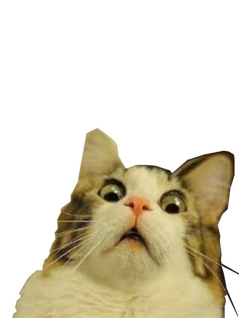 Shocked Cat Meme