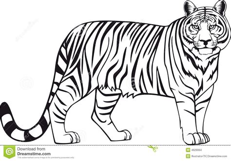 Black And White Tiger Outline Drawing Stock Photo Image For