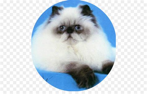 As my interest in ragdolls grew, my questions to my aunt increased. Himalayan Siamese Cat Birman Persian Cat - Best Cat Wallpaper