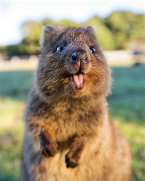 15 Photos That Prove Quokkas Are The Happiest Animals In The World