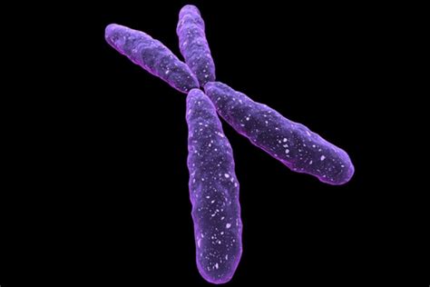 Sex Chromosome Shocker The “female” X A Key Contributor To Sperm