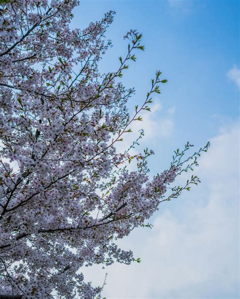 Free Stock Photo Of Blue Cherry Blossom Flower